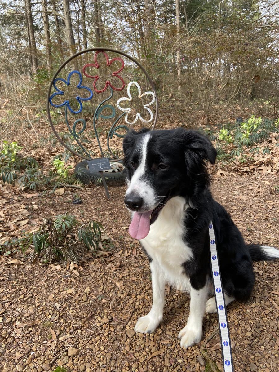 Huntsville Botanical Garden Dog Days