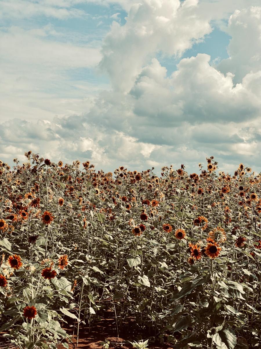 Hubert Family Farm Sunflowers Zenovia