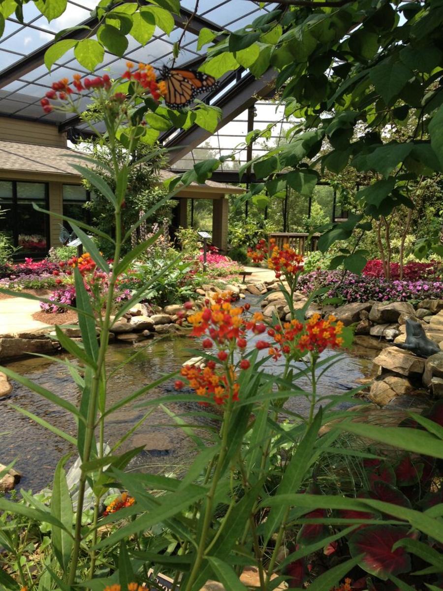 View of the inside of the Purdy Butterfly House