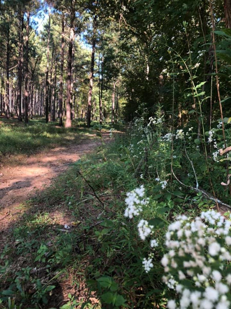 Chapman Mountain Chasco Trail