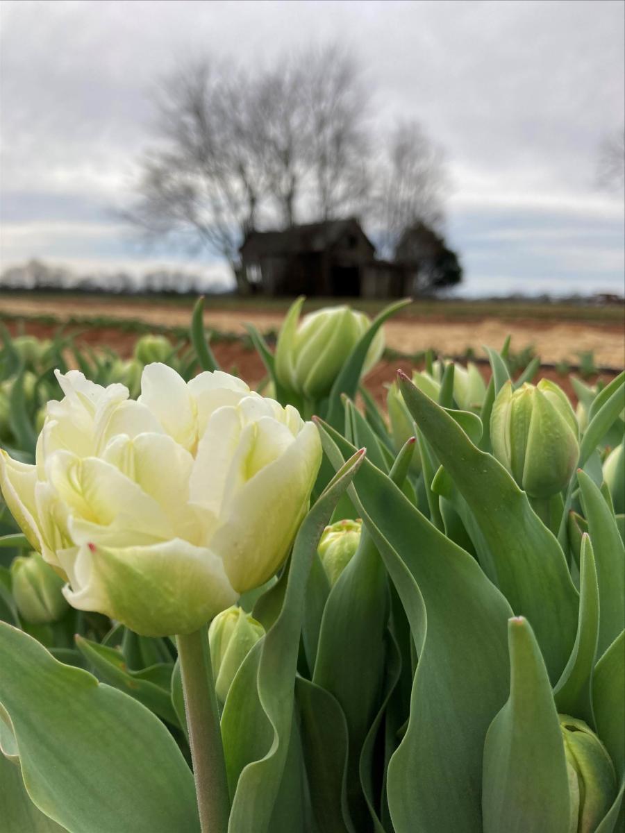 Hubert Family Tulip Farm