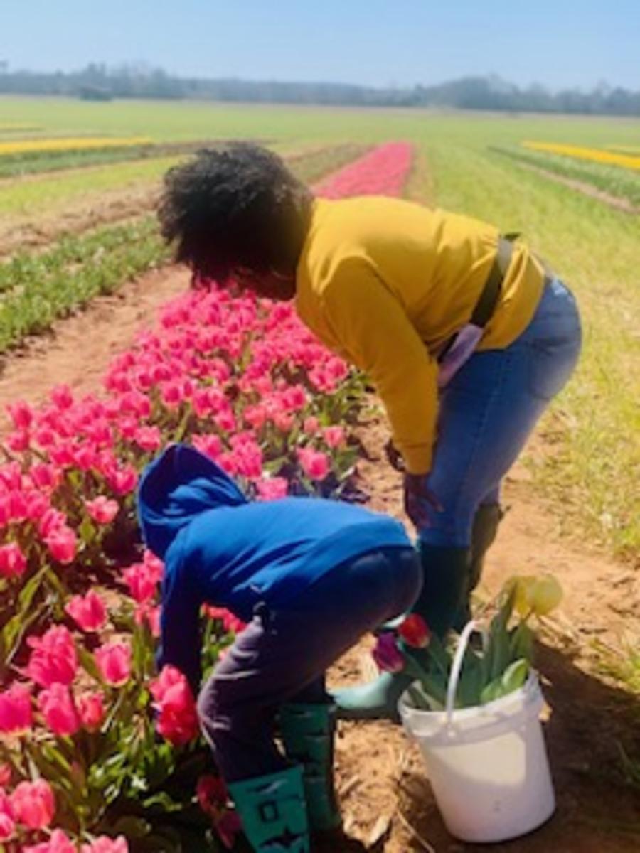 Family picking flowers