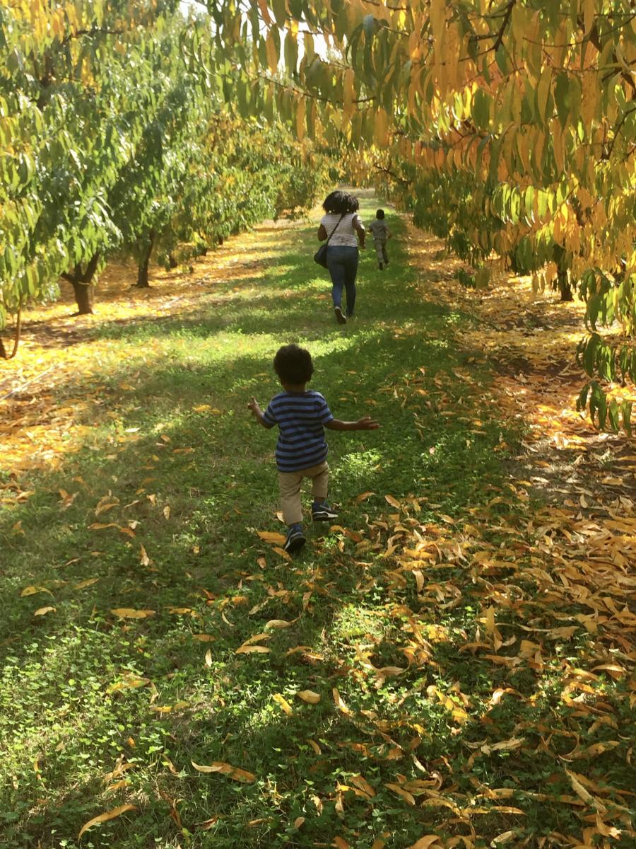 Apple Picking Scott's