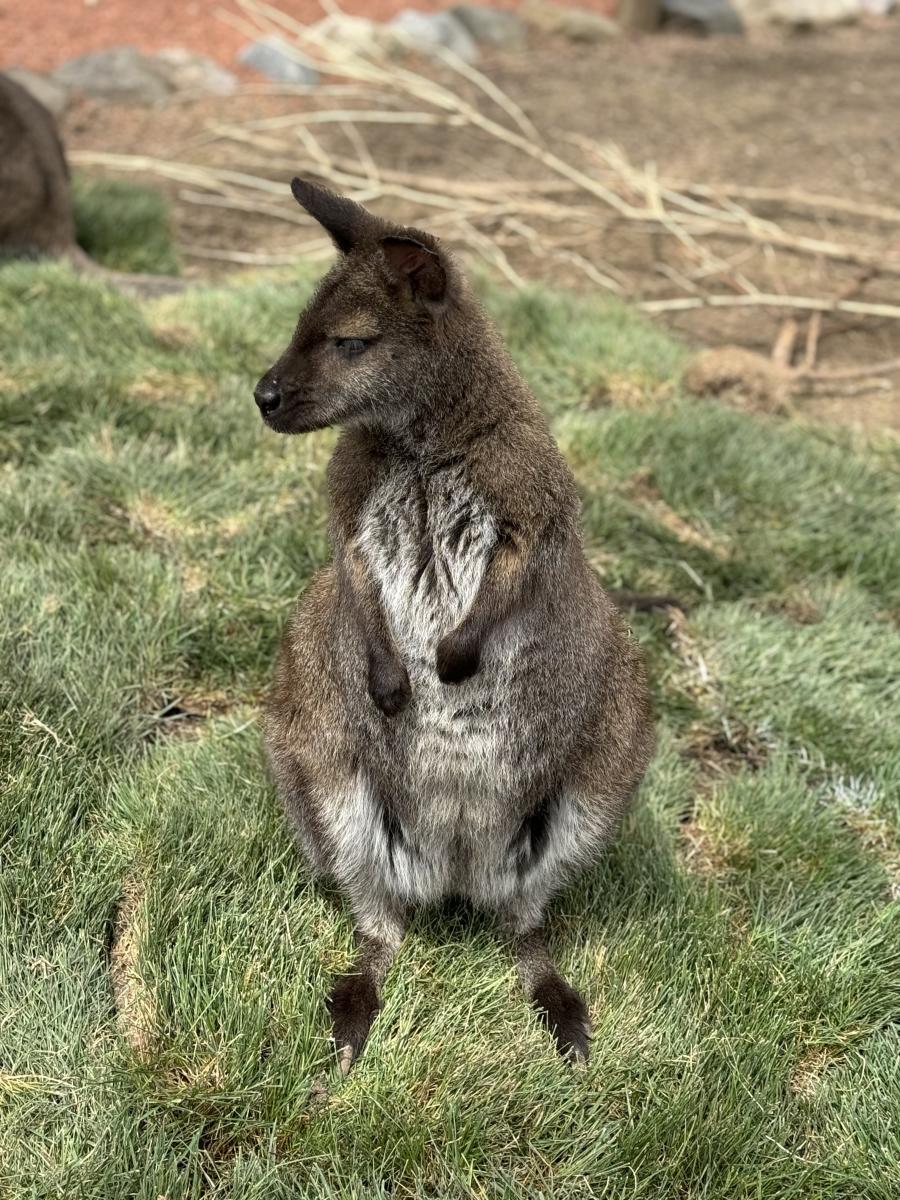 Wallaby Walkabout at Columbian Park Zoo