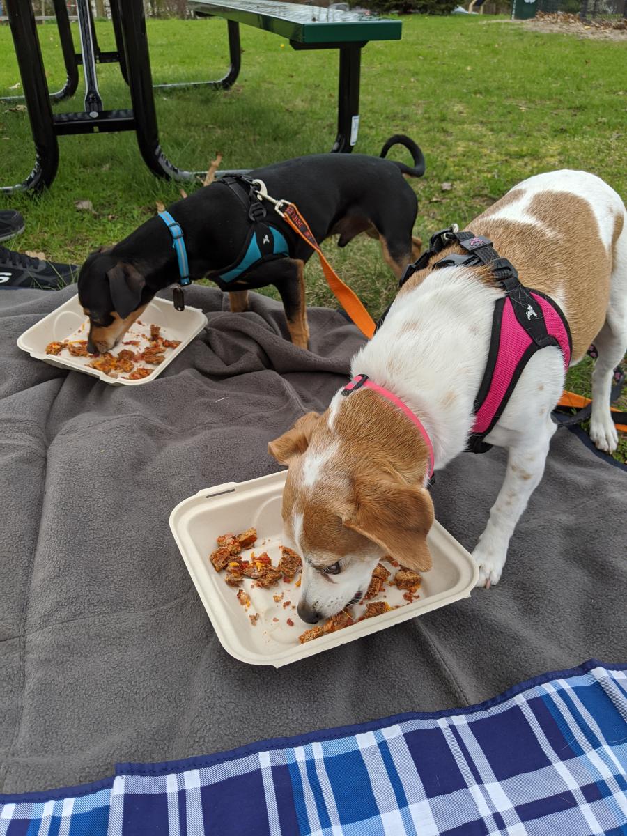 A small brown and white dog and a small black dog eat from a food container in Lakeview Park in Portage, MI.