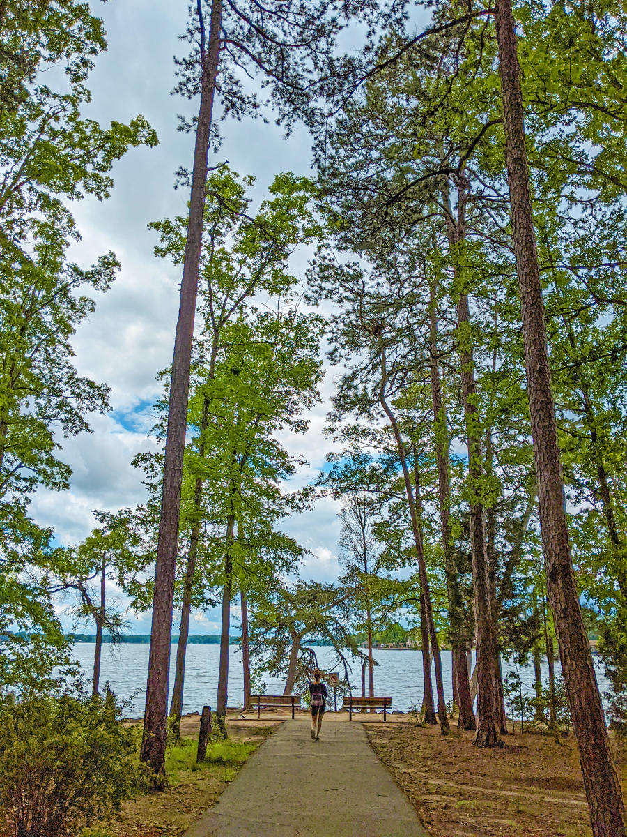 Trees In Jetton Park