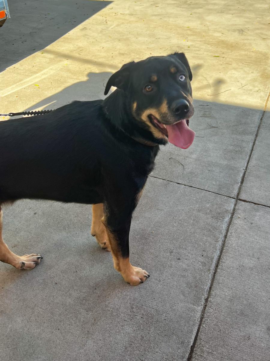 Dog at Cottin's Hardware Farmers Market