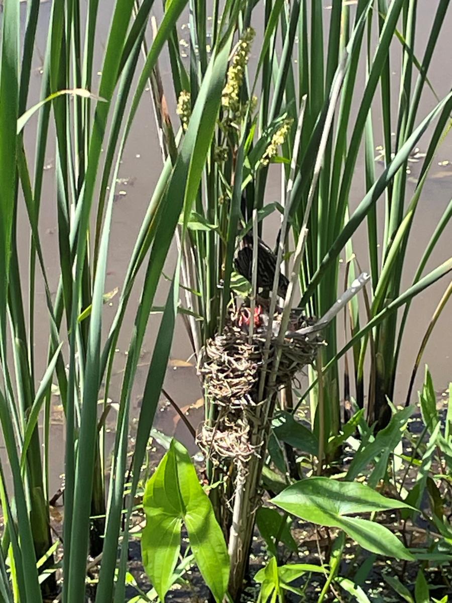 Red Winged Blackbirds nest