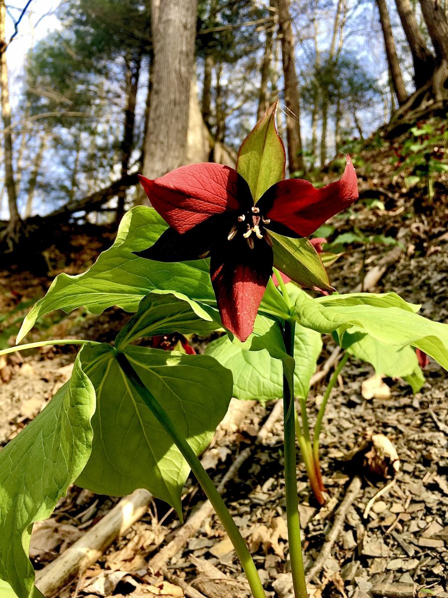 Trillium