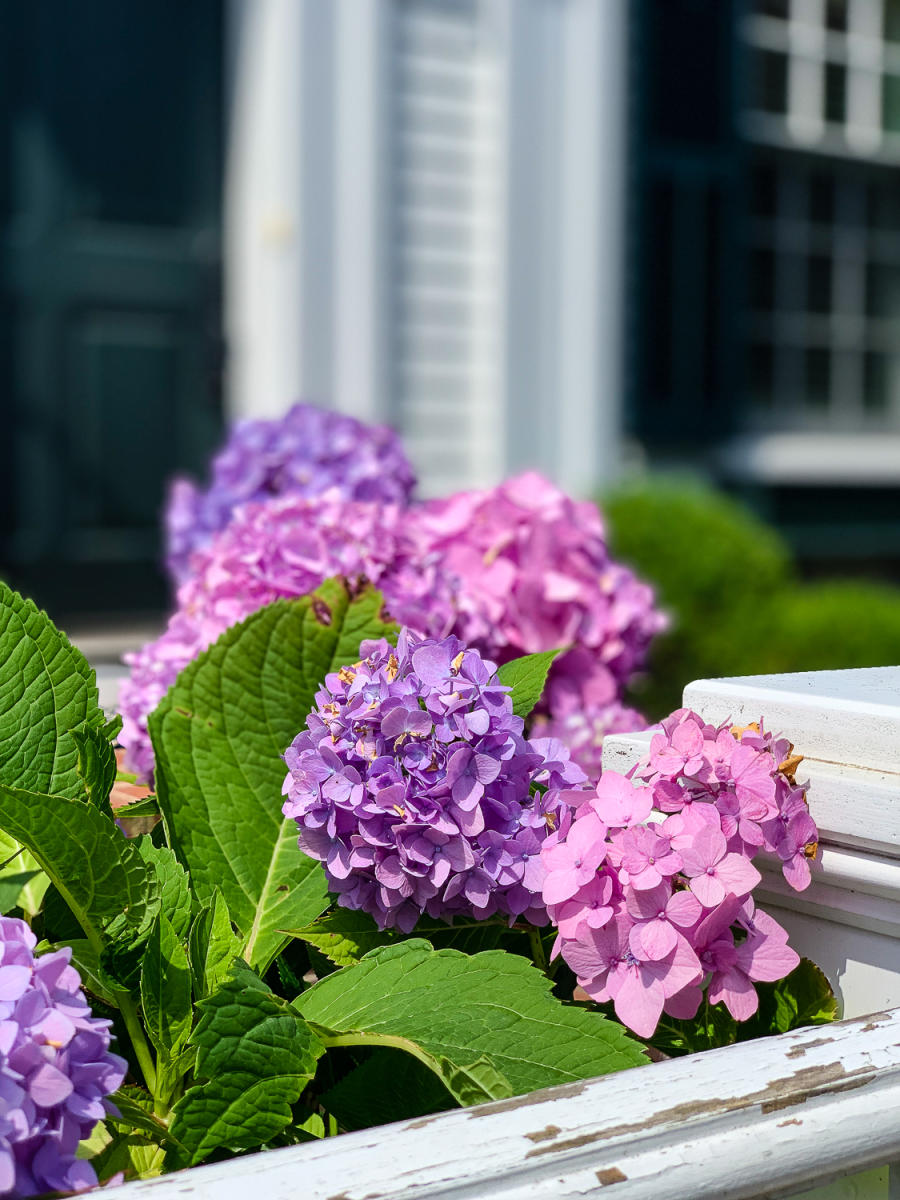 Edgartown Hydrangeas