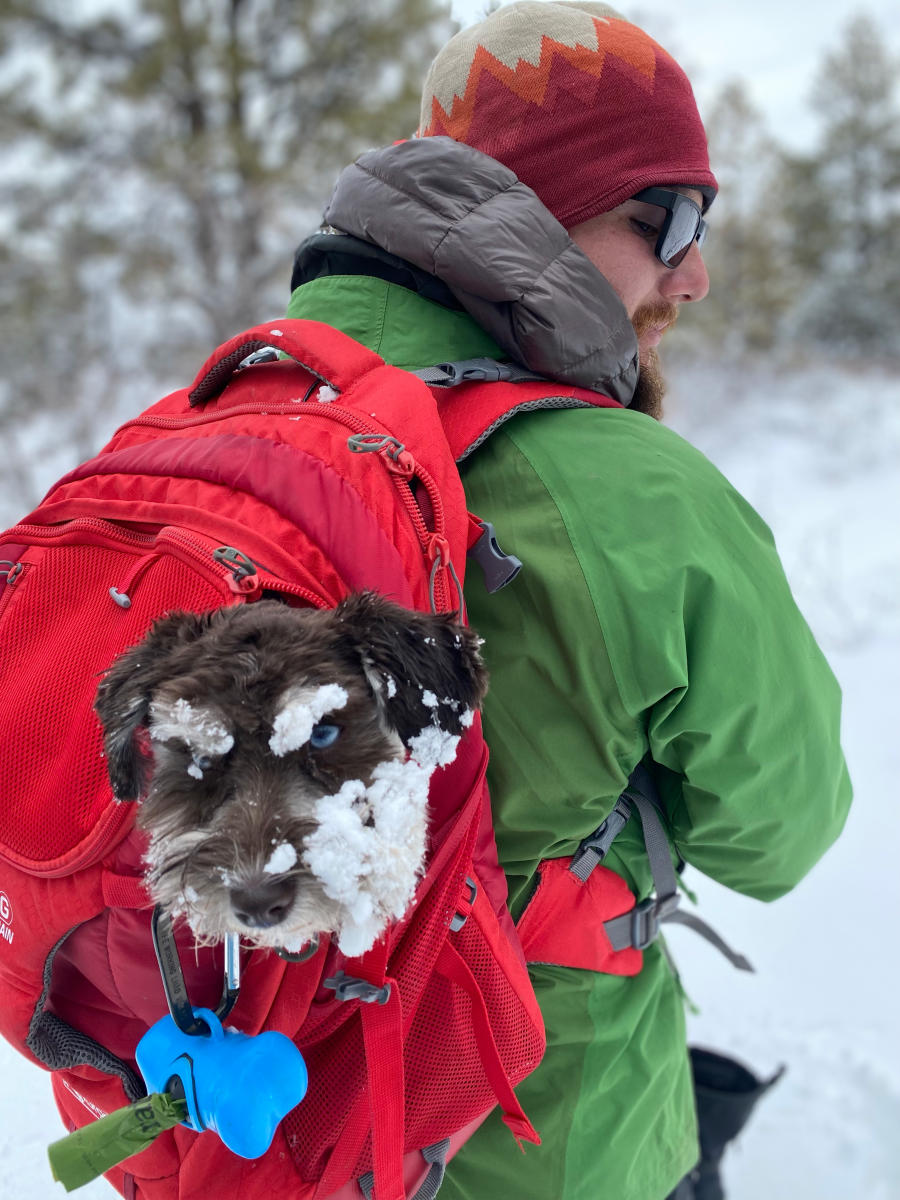 Dog riding in a backpack