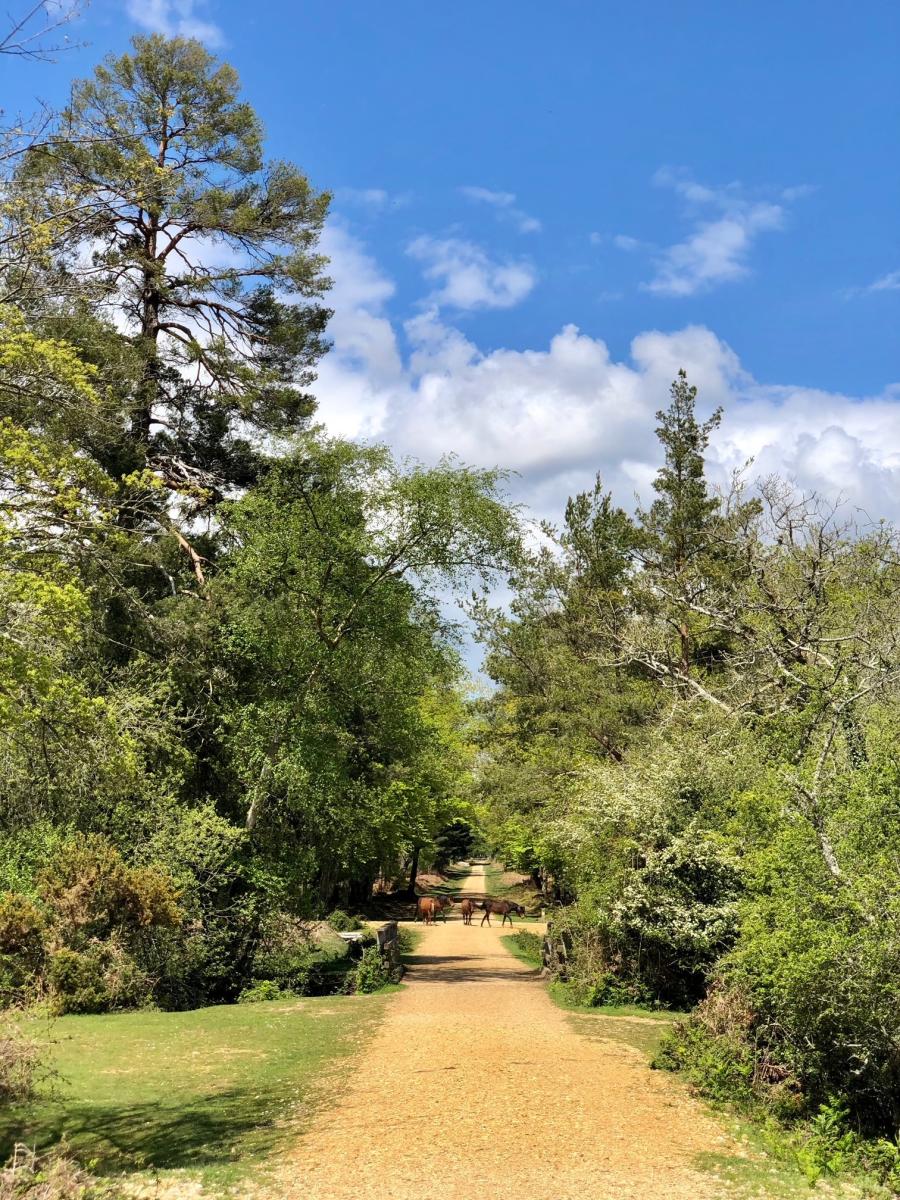 Gravel pathway and ponies at Anderwood Walk in the New Forest