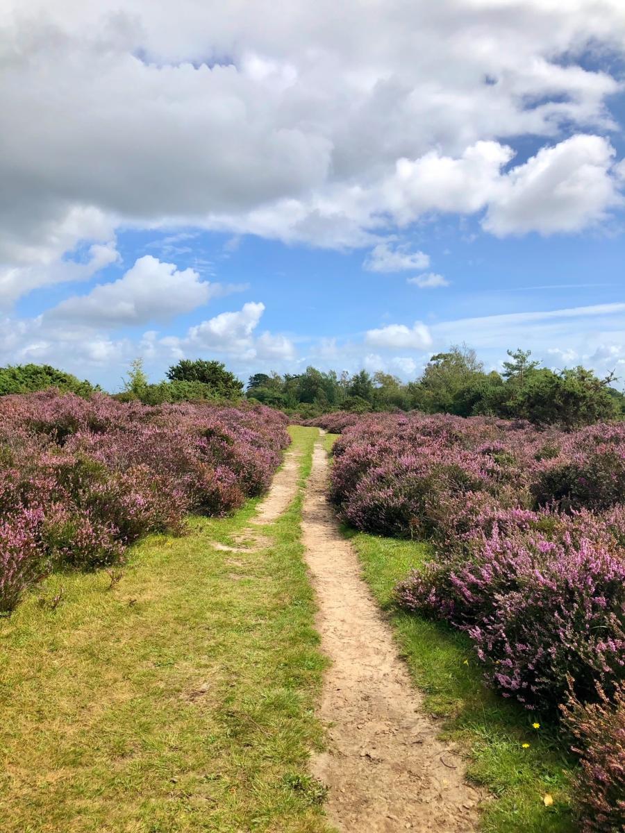 Pathway amongst heather at Horseshoe Bottom