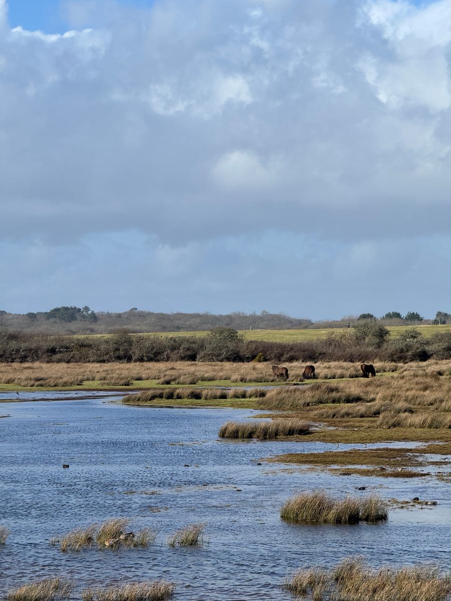 Keyhaven marshes in the winter in the New Forest