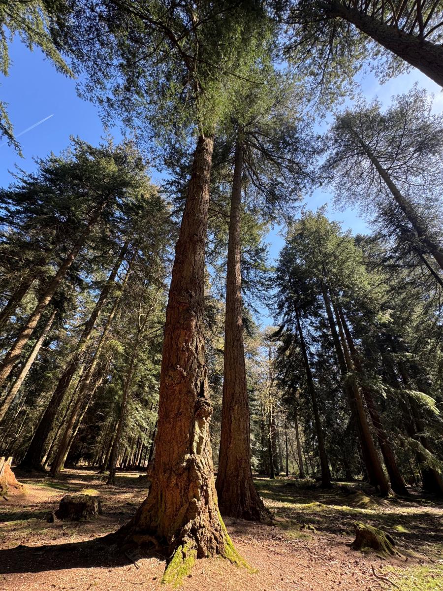 Tall trees at Rhinefield in the New Forest