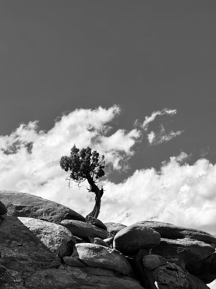 A solitary tree stands resiliently atop a rocky hill against a partly cloudy sky.