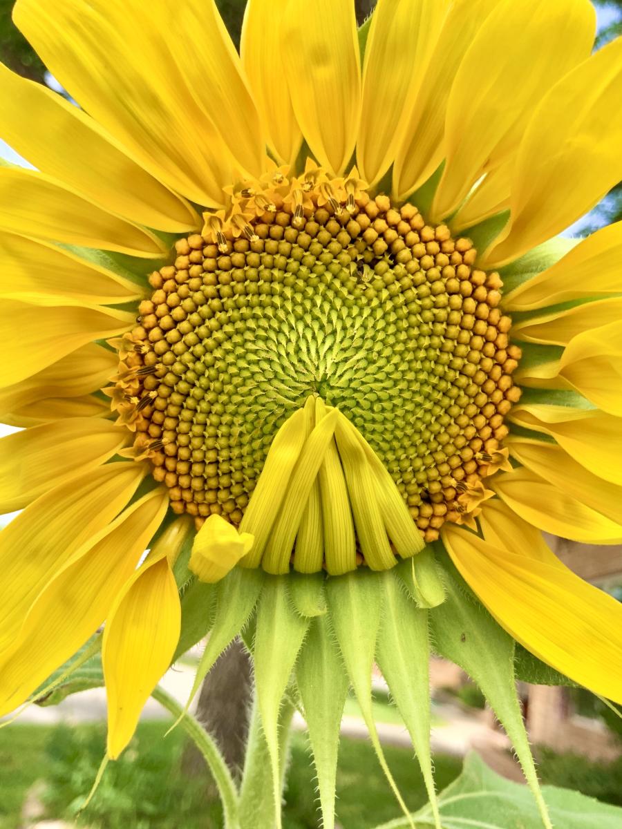 Close-up of a vibrant yellow sunflower with a unique spiral pattern at its center. Some petals are curled inward, while others radiate outward.
