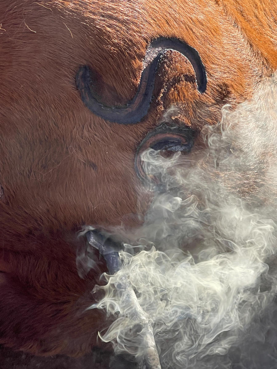 A branding iron with smoke rising from it is held against the hide of a cow.