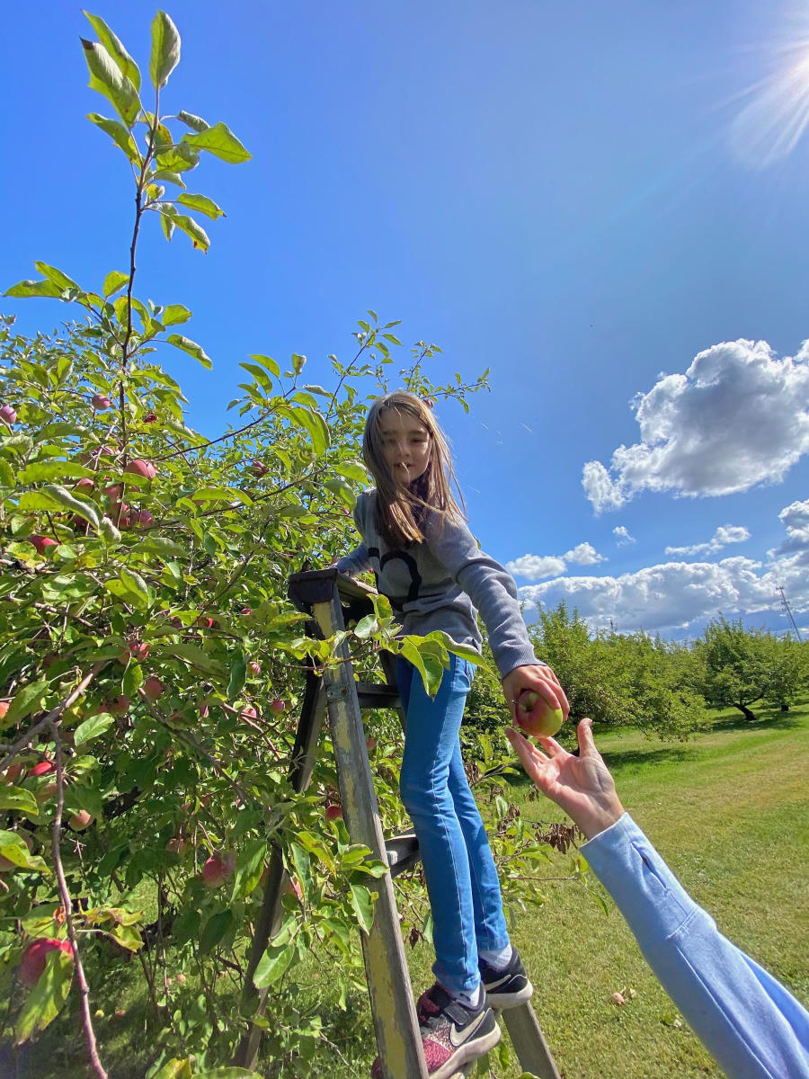 apple orchard