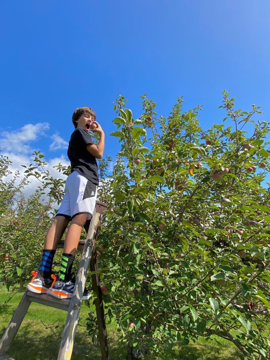 apple orchard