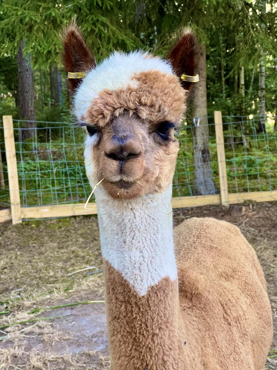Alpakka på Klatring på Grensen
