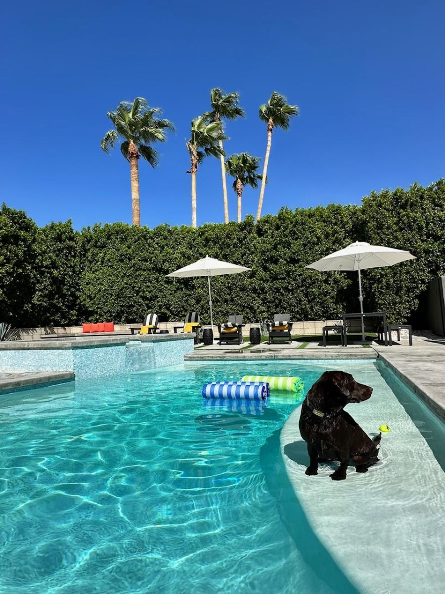 Dog-Friendly Vacation Rentals in Greater Palm Springs