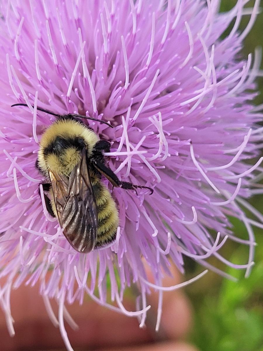 A bumble bee stands on a light purple flower.