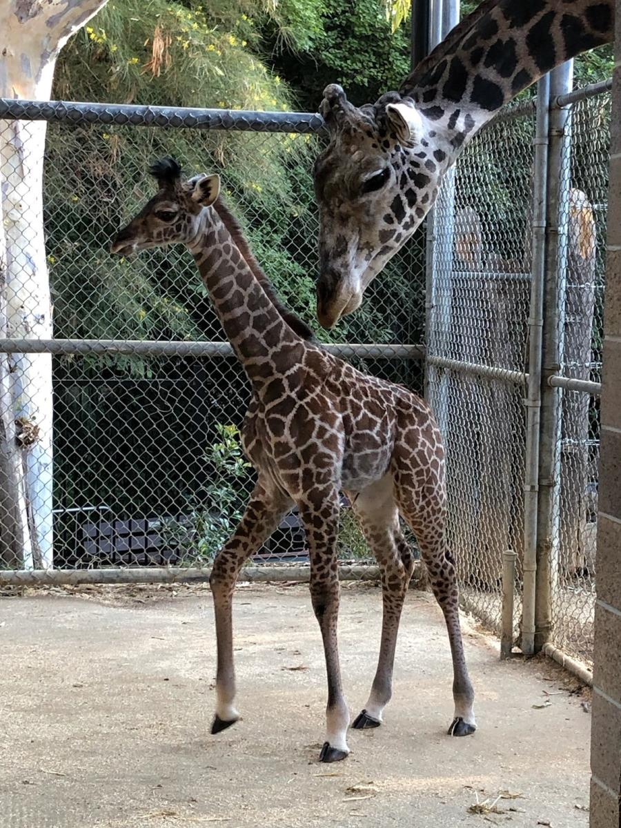 Glori and Chifu Giraffes