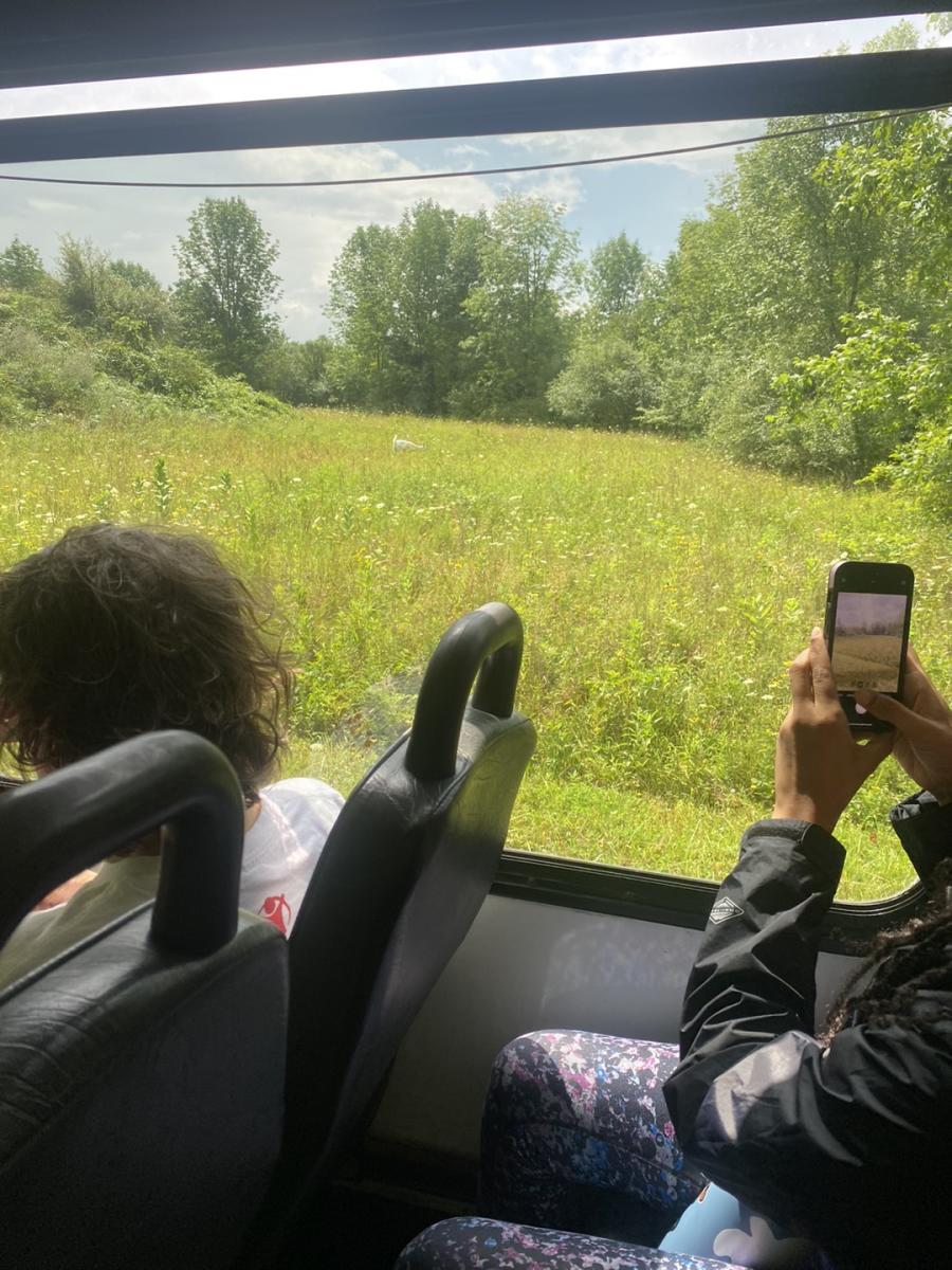 tourists on a bus taking photos of white deer on a tour
