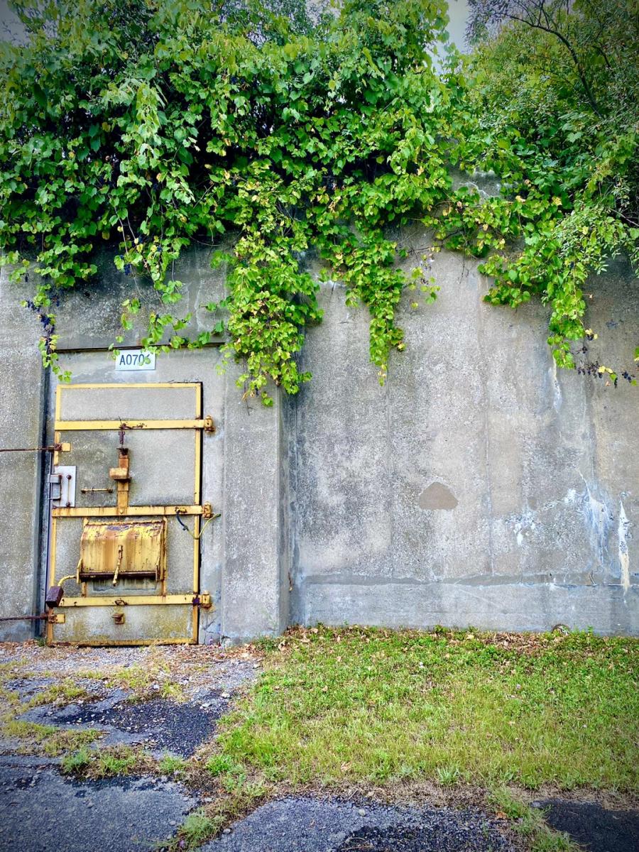 military igloo structure overgrown and covered in greenery