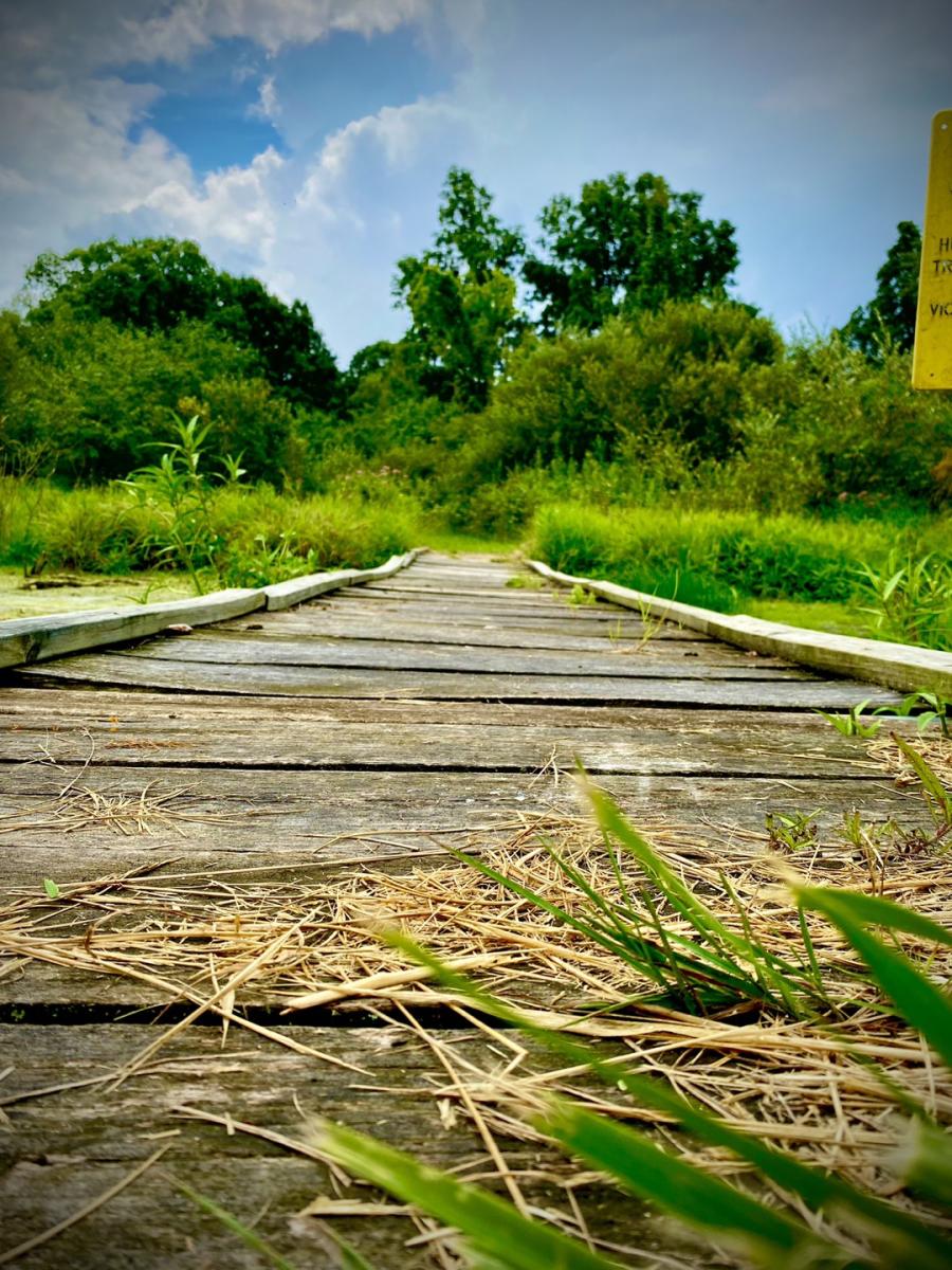 bridge going into a grassy green area in front of the forest