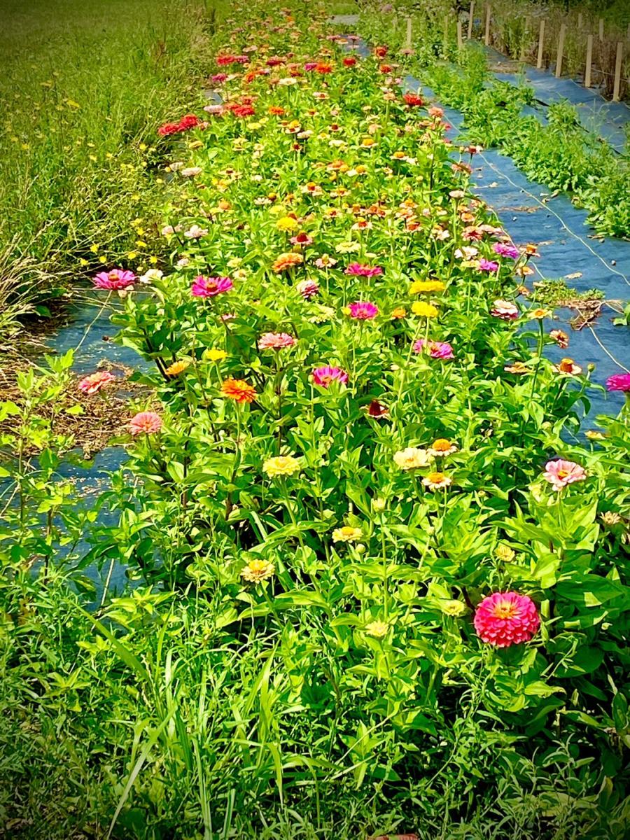 row of flower bushes with green leaves and yellow and pink flowers