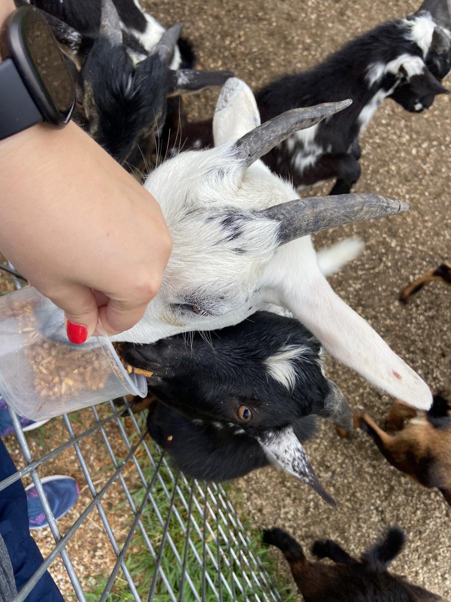 feeding goats at wilstem wildlife park in dubois county