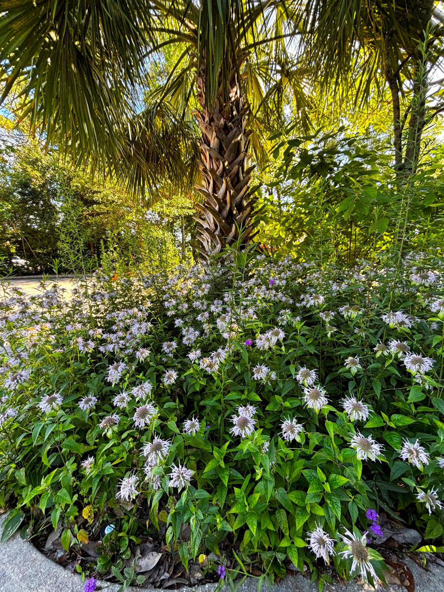 A large patch of blooming bee balm grows beneath a palm tree outside the Visit The Northshore Visitor Center in Mandeville, Louisiana.