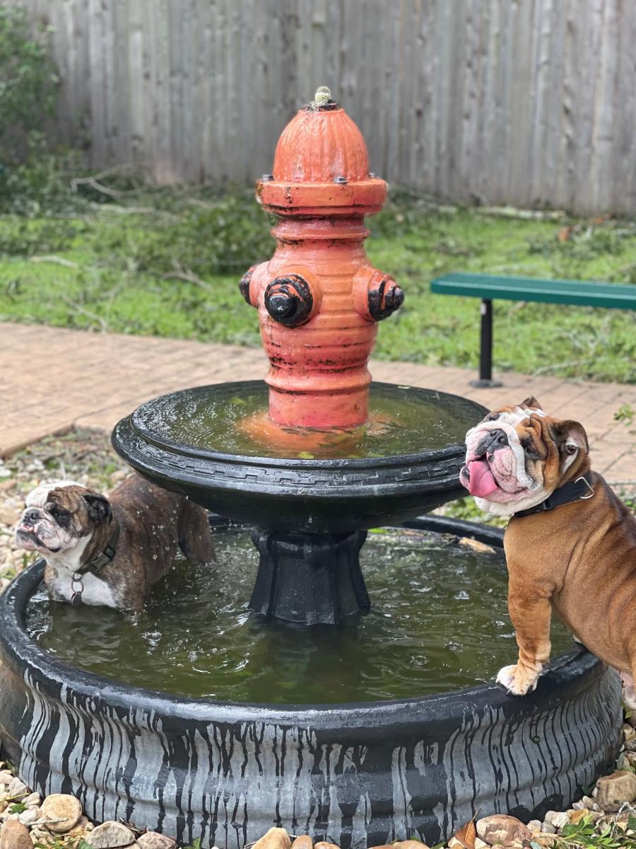 Dogs cool off in fountain at Covington Puppy Park