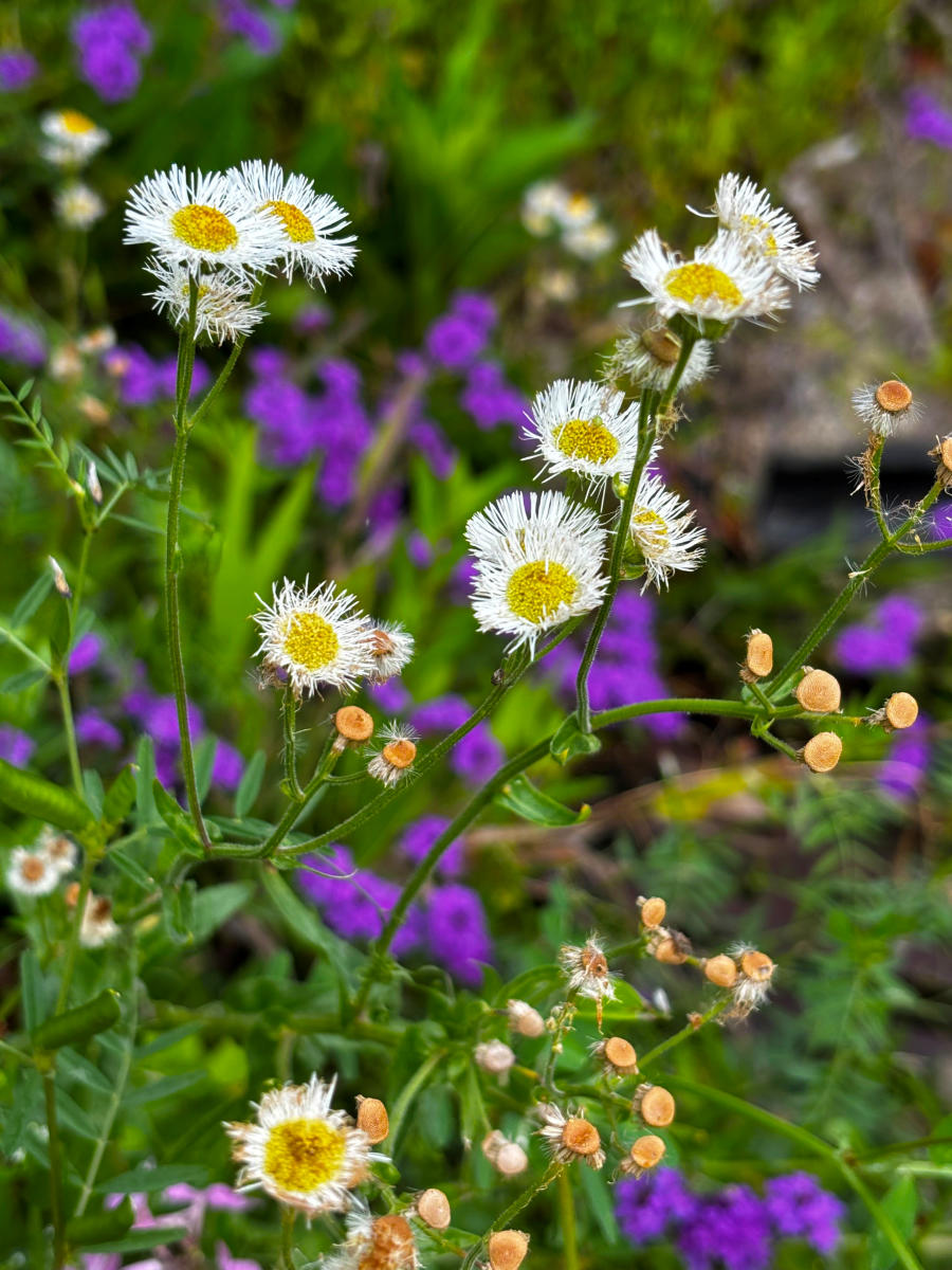 White daisy fleabane flowers with yellow centers bloom in front of purple verbena at the Visit The Northshore Visitor Center.