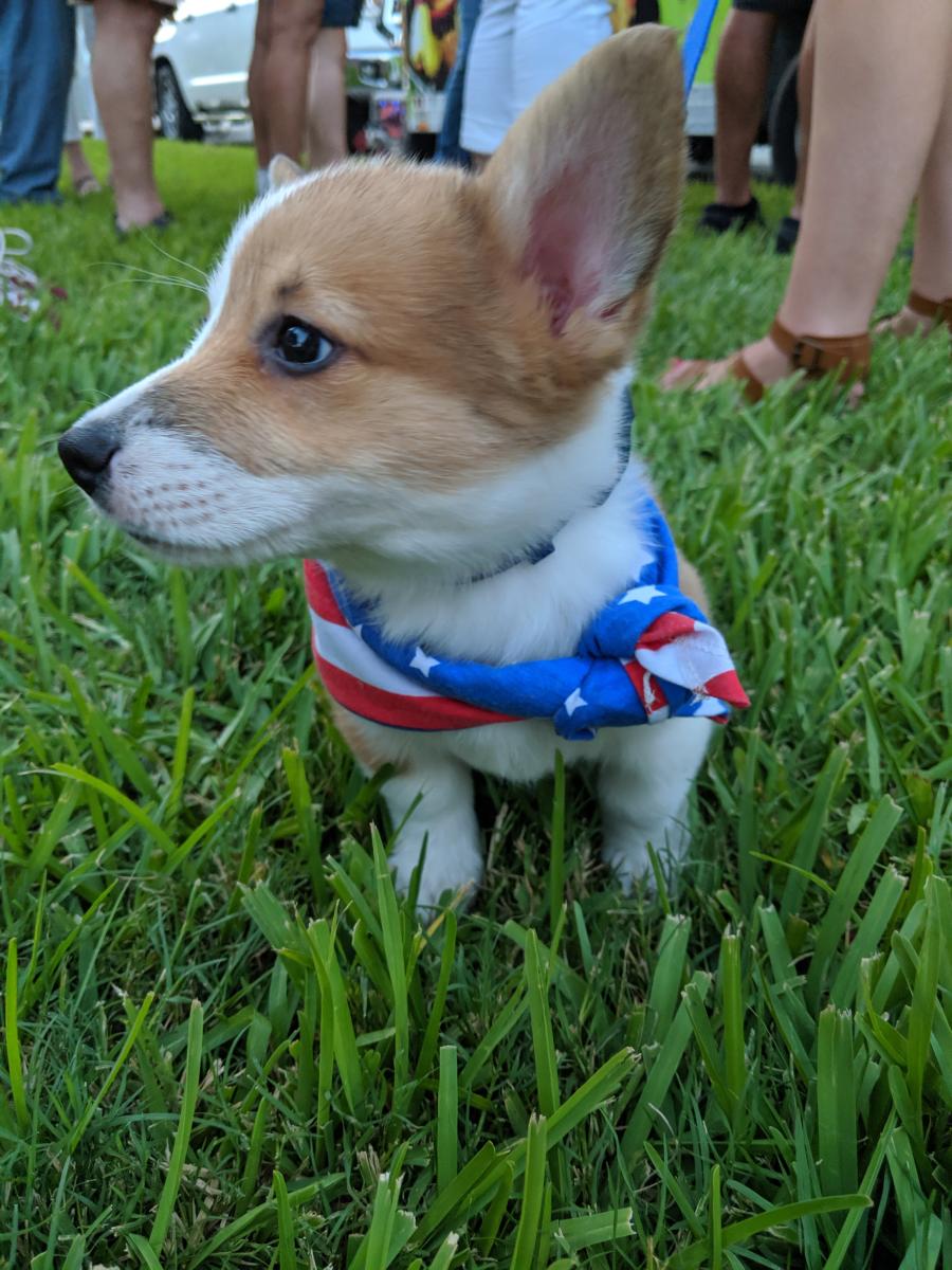 Patriotic pup at Mandeville's Light Up the Lake 4th of July Celebration