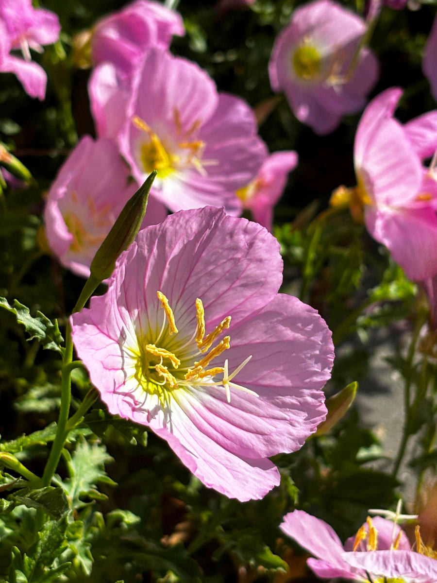 Pink Mexican primrose flowers blooming in sunlight at the Visit The Northshore Visitor Center in Mandeville, Louisiana.