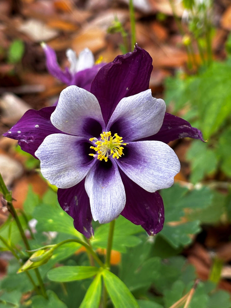 Swan purple and white columbine at the Visit The Northshore Visitor Center.