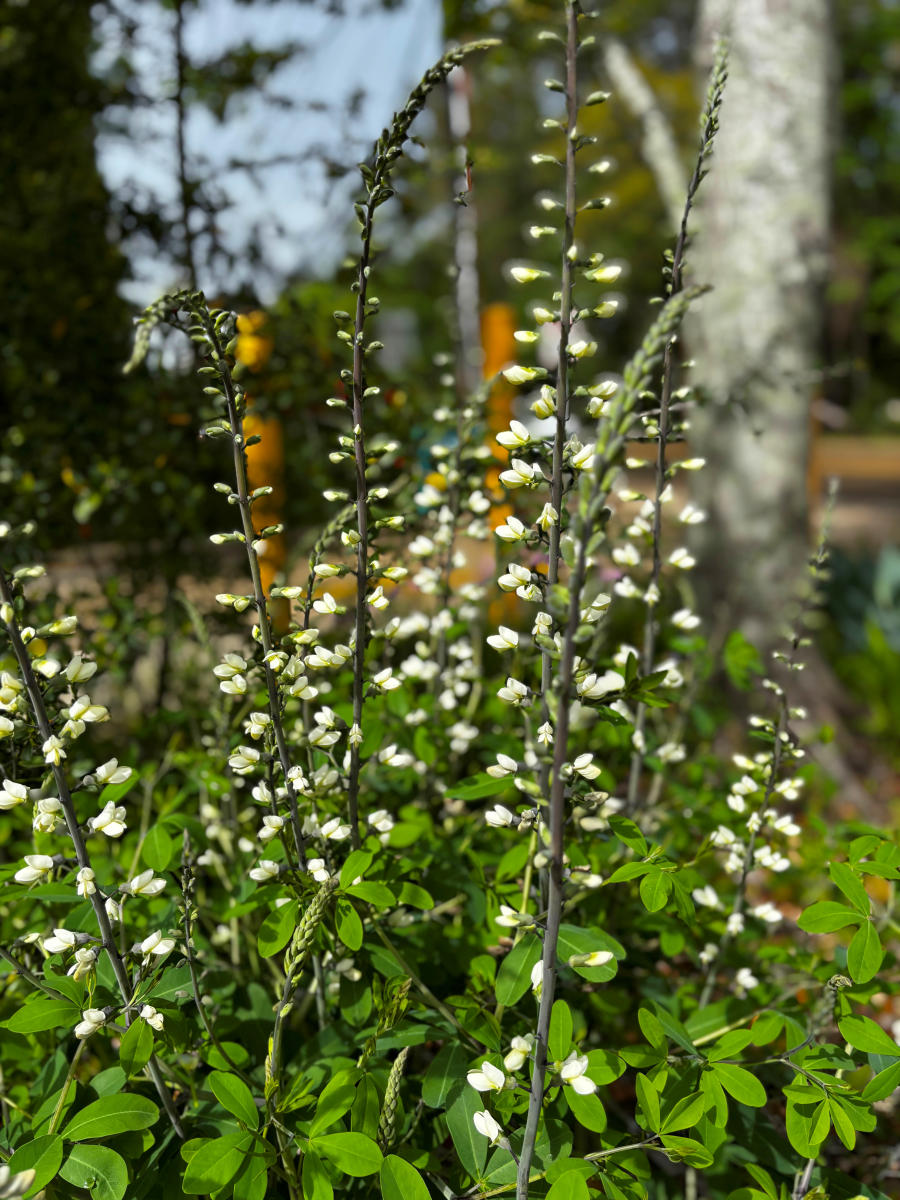 White false indigo blooms rise above green foliage in a native plant bed at the Visit The Northshore Visitor Center in Mandeville, Louisiana.
