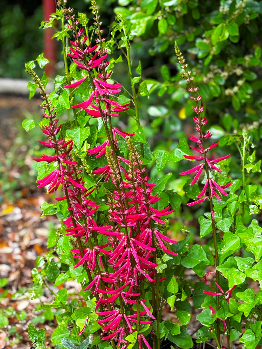 Bright red coral bean (Erythrina herbacea), also known in Louisiana as the Mamou plant, glistens with raindrops near the Visit The Northshore Visitor Center.