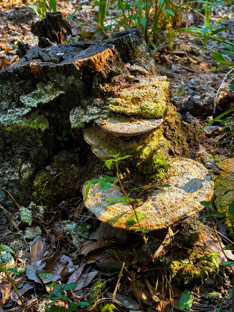 Bracket fungi grow from a weathered tree stump along the wooded boardwalk area at the Visit The Northshore Visitor Center in Mandeville, Louisiana.