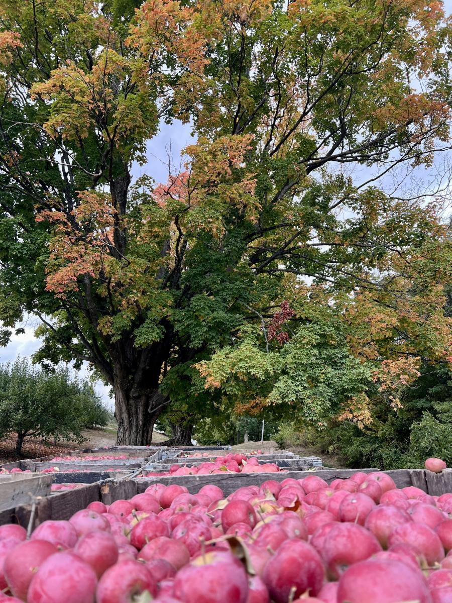 2024 fall color