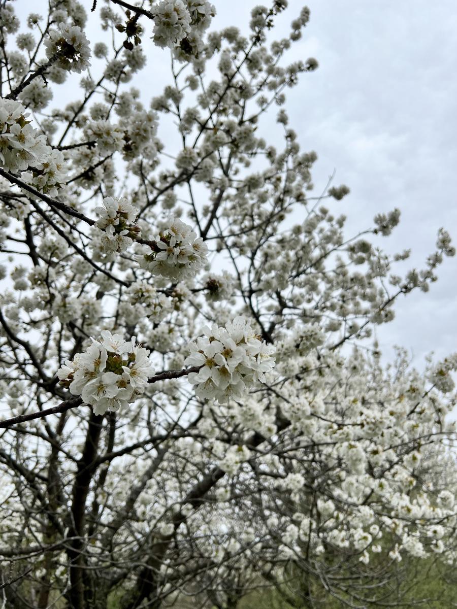 cherry blossom update 2024
