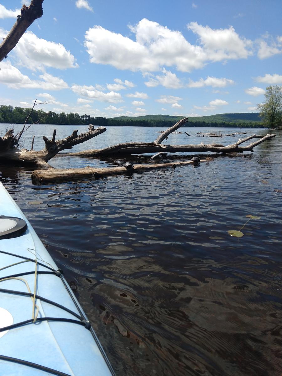 Turtles on a log