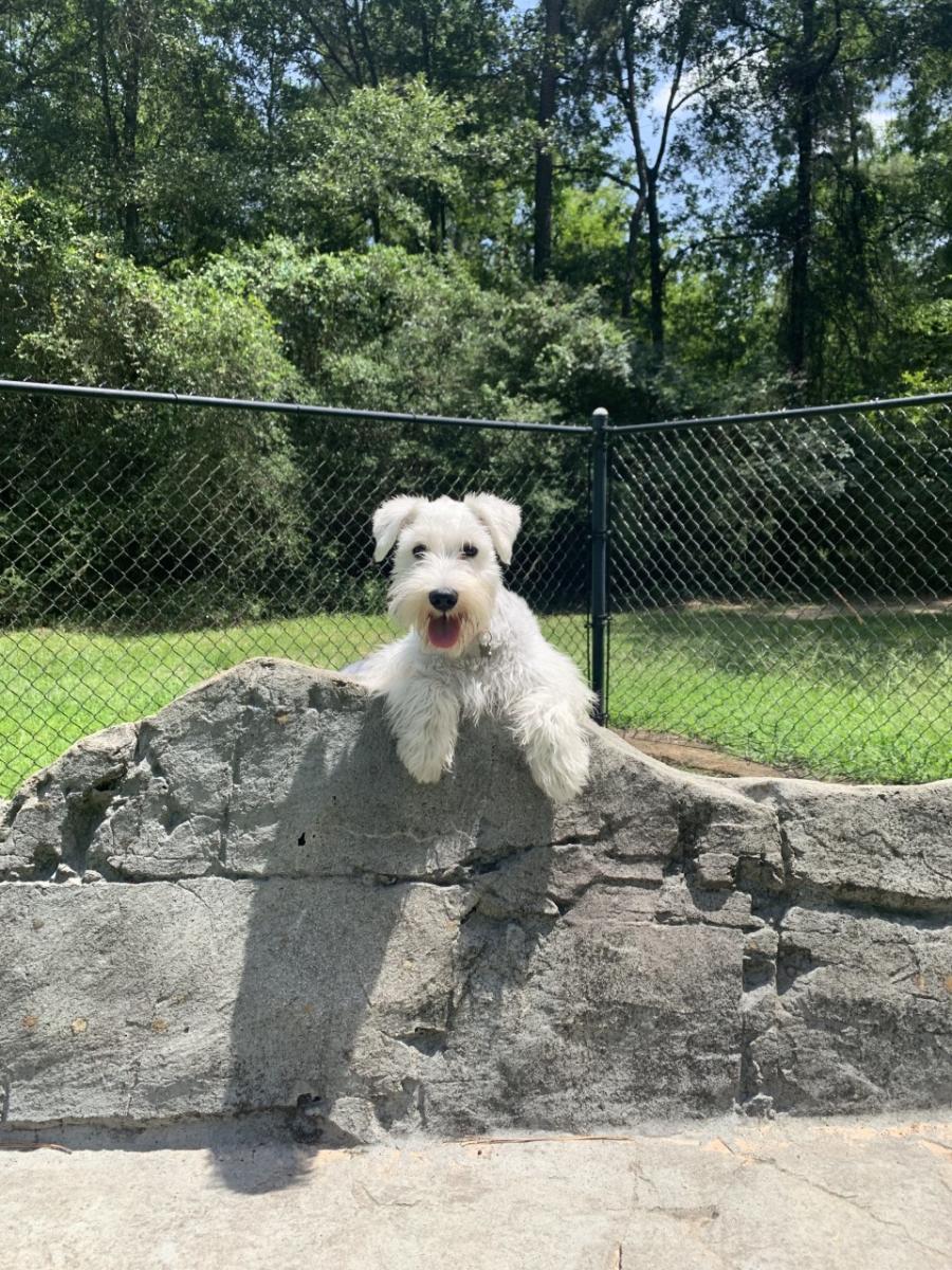 Harper's Landing Dog Park