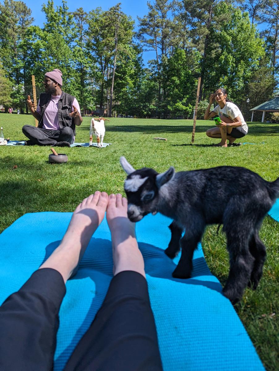 Goat Meditation Yoga at Brook Run Park