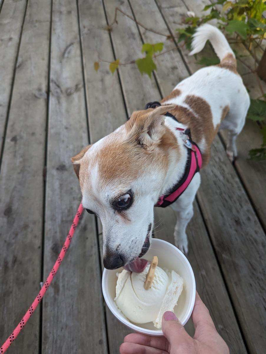 A small white and brown dog enjoys a cup of doggy ice cream at Apple Knockers in Vicksburg, MI.