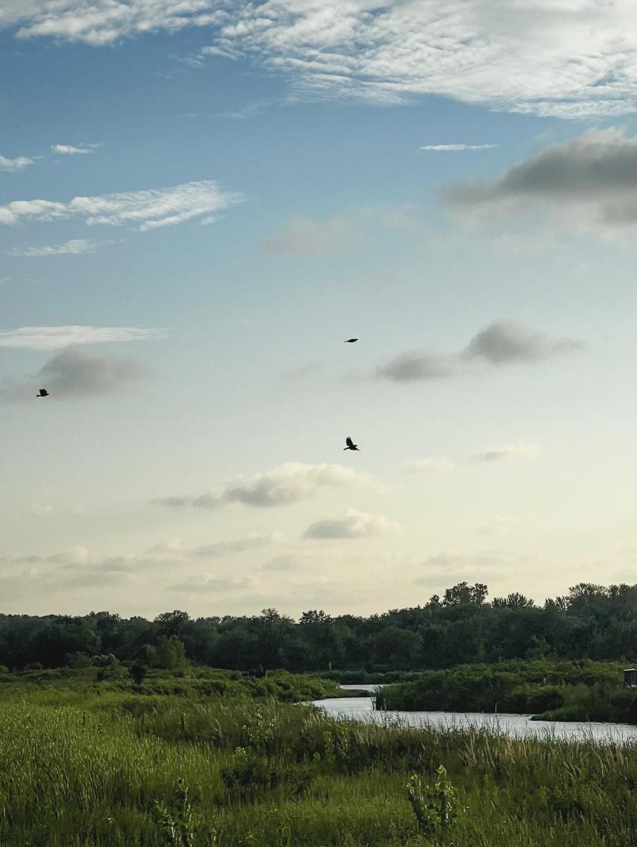 Baker Wetlands in the Summer birding
