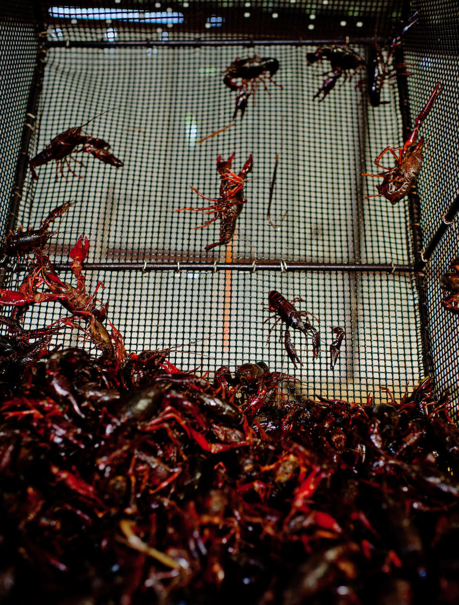 Crawfish Purging Baskets